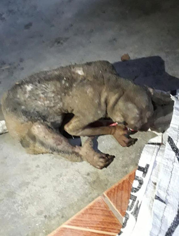 เศร้า.. นางอาย โดนไฟคลอก นอนเจ็บรอความช่วยเหลือชาวบ้าน พบหยุดหายใจแล้ว