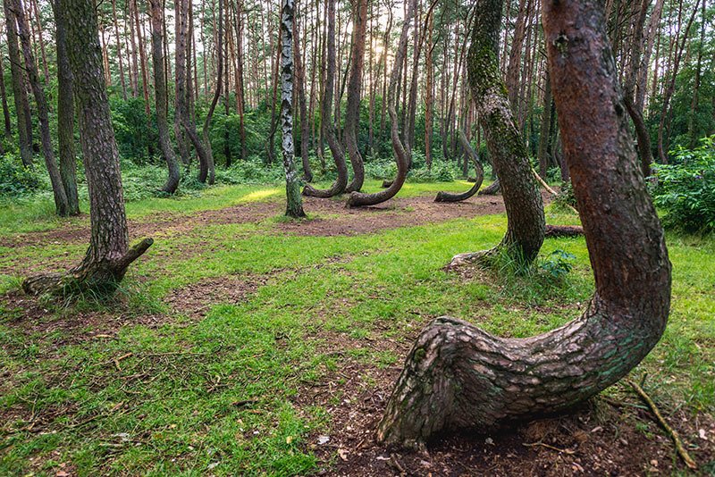 ป่าสนโค้งงอ