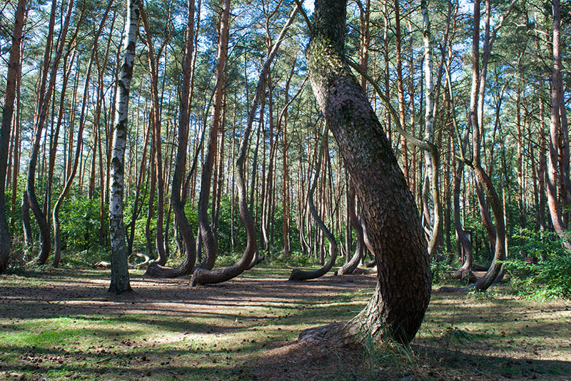 ป่าสนโค้งงอ