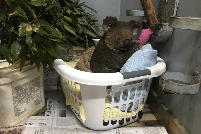 โคอาลา ไฟป่าออสเตรเลีย