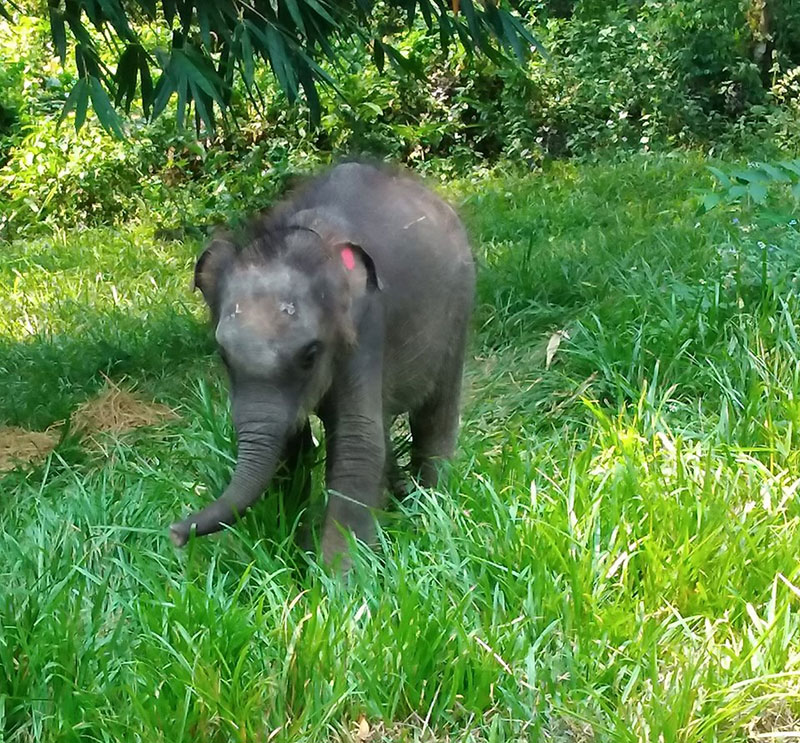 ชบาแก้ว ช้างน้อยขี้อ้อน