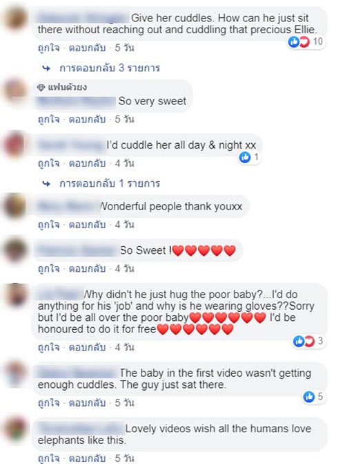 ชบาแก้ว ช้างน้อยขี้อ้อน