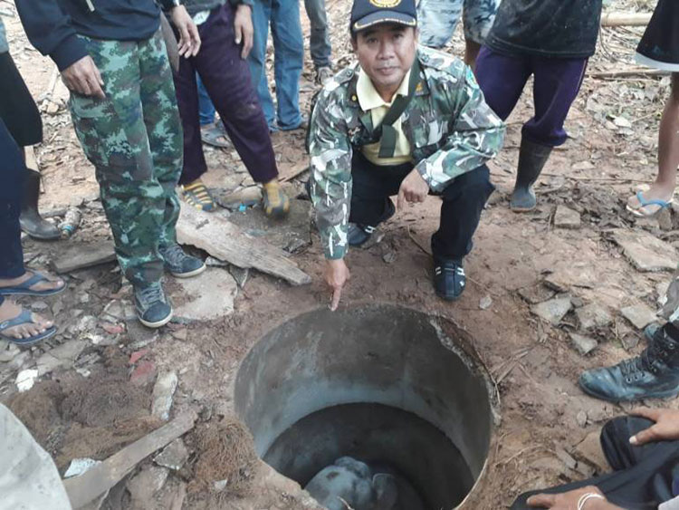 ชบาแก้ว ช้างน้อยขี้อ้อน