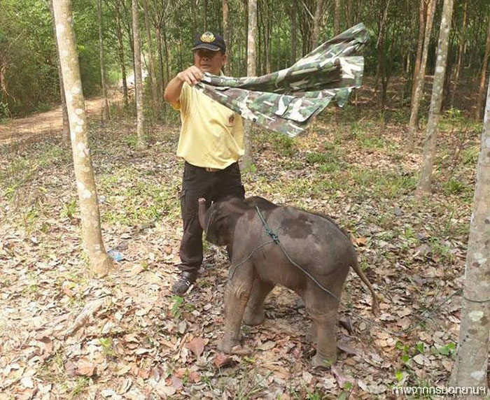 ชบาแก้ว ช้างน้อยขี้อ้อน