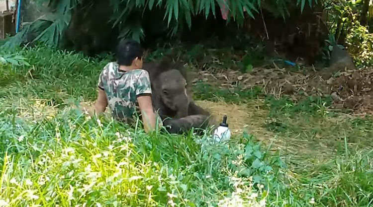 ชบาแก้ว ช้างน้อยขี้อ้อน