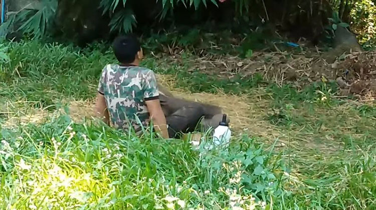 ชบาแก้ว ช้างน้อยขี้อ้อน