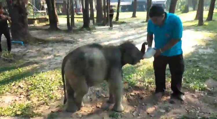 ชบาแก้ว ช้างน้อยขี้อ้อน