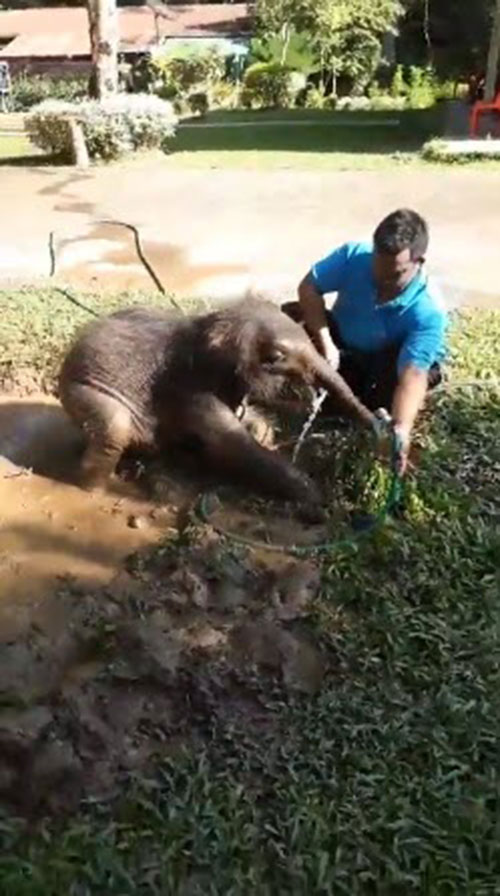 ชบาแก้ว ช้างน้อยขี้อ้อน