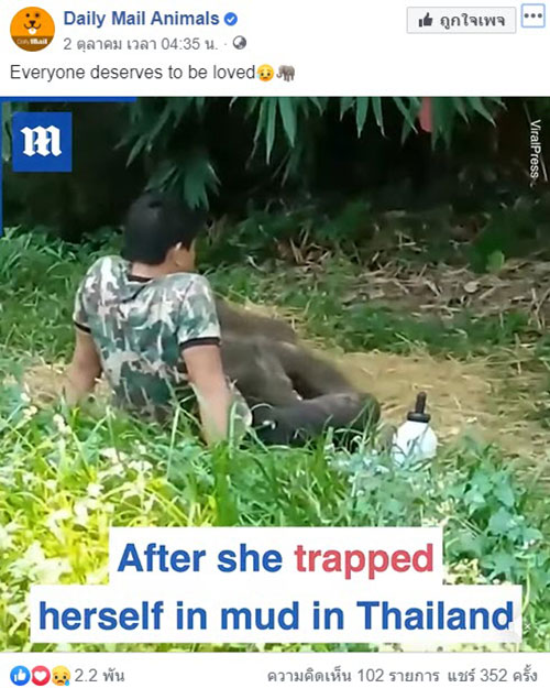 ชบาแก้ว ช้างน้อยขี้อ้อน