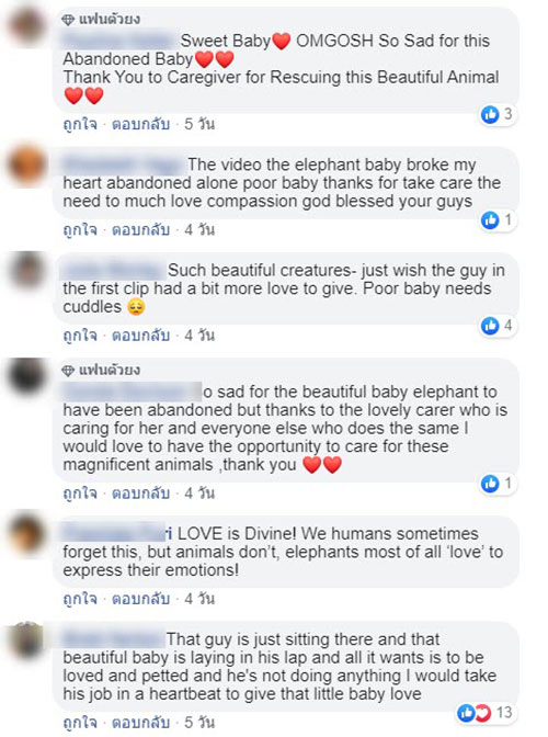 ชบาแก้ว ช้างน้อยขี้อ้อน