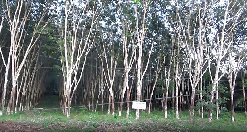 ราคายางพารา