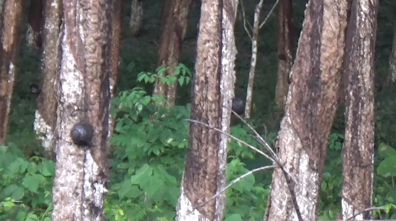 ราคายางพารา