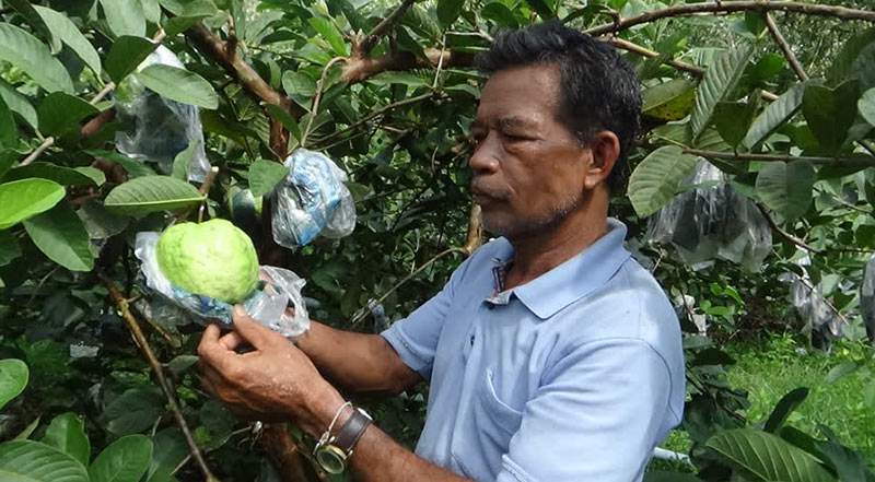 ราคายางพารา