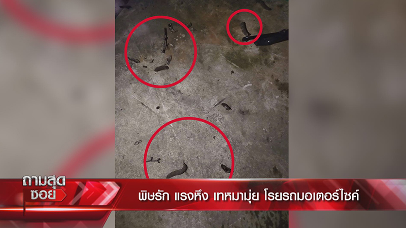 หมามุ่ยเทใส่รถ