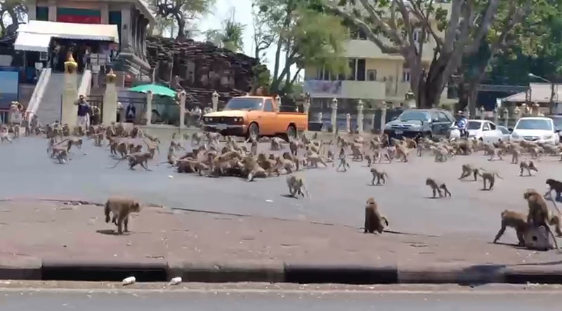ลิงลพบุรี