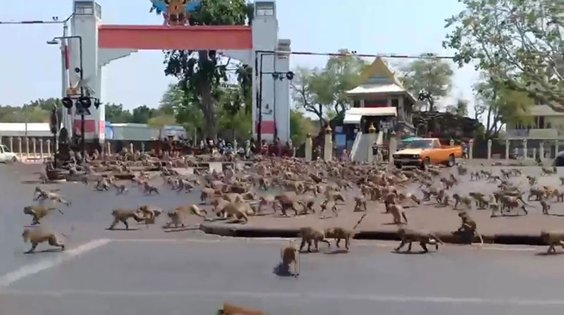 ลิงลพบุรี