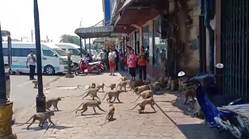 ลิงลพบุรี