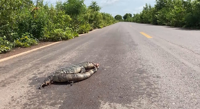 กระบะหักหลบตัวเงินตัวทอง