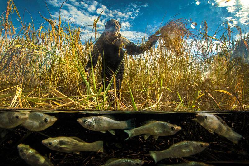 ดราม่า ภาพในน้ำมีปลาในนามีข้าว