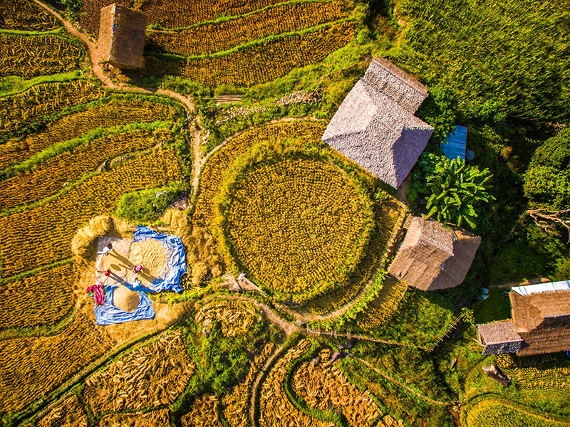 ดราม่า ภาพในน้ำมีปลาในนามีข้าว