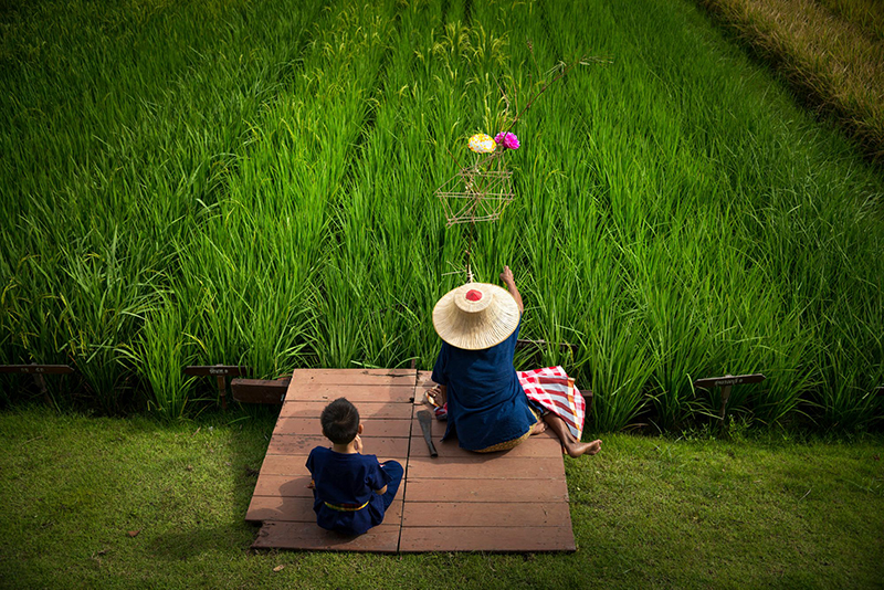 ดราม่า ภาพในน้ำมีปลาในนามีข้าว