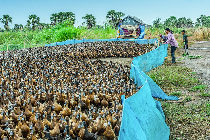 ดราม่า ภาพในน้ำมีปลาในนามีข้าว