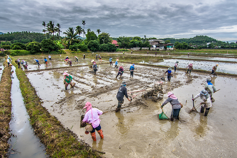ดราม่า ภาพในน้ำมีปลาในนามีข้าว