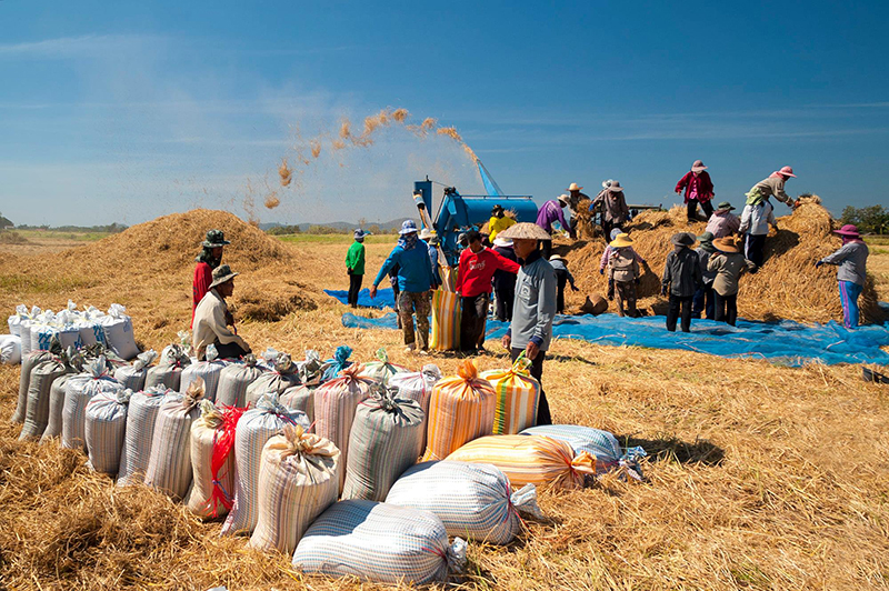 ดราม่า ภาพในน้ำมีปลาในนามีข้าว