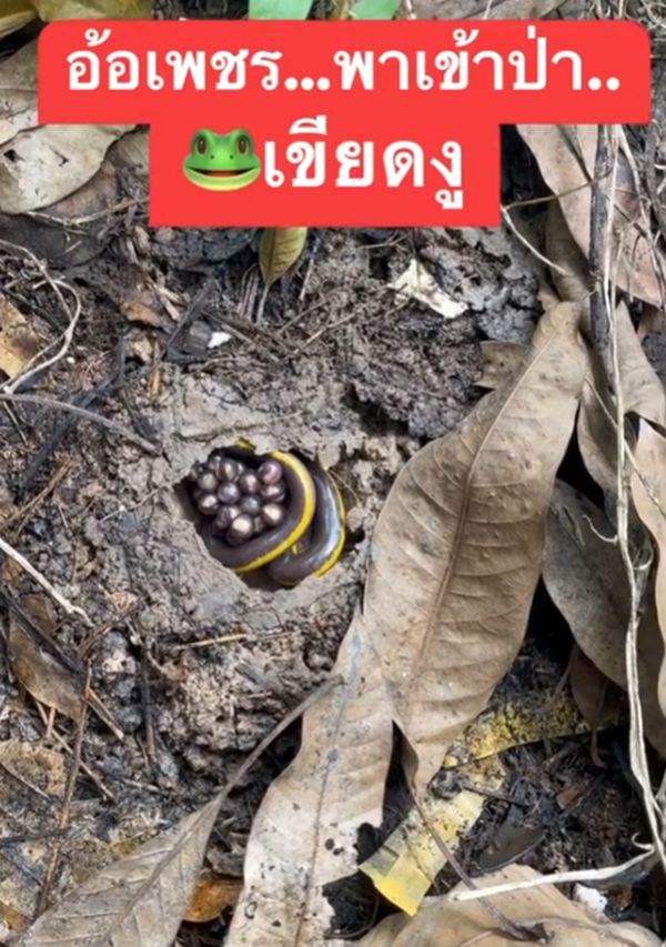 เขียดงู