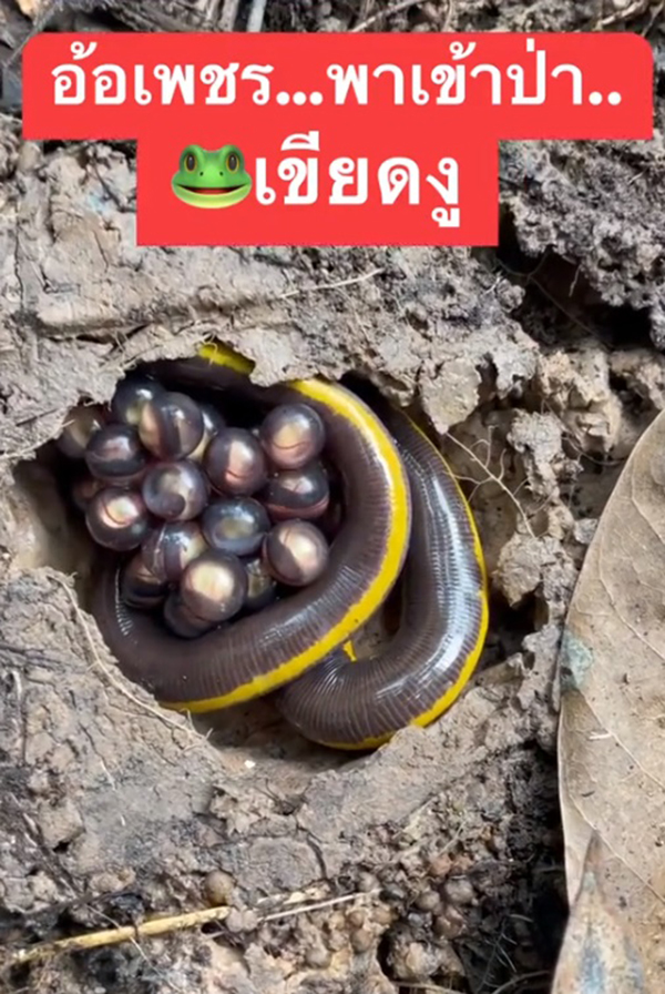 เขียดงู