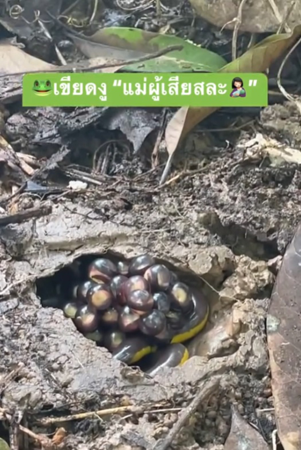 เขียดงู