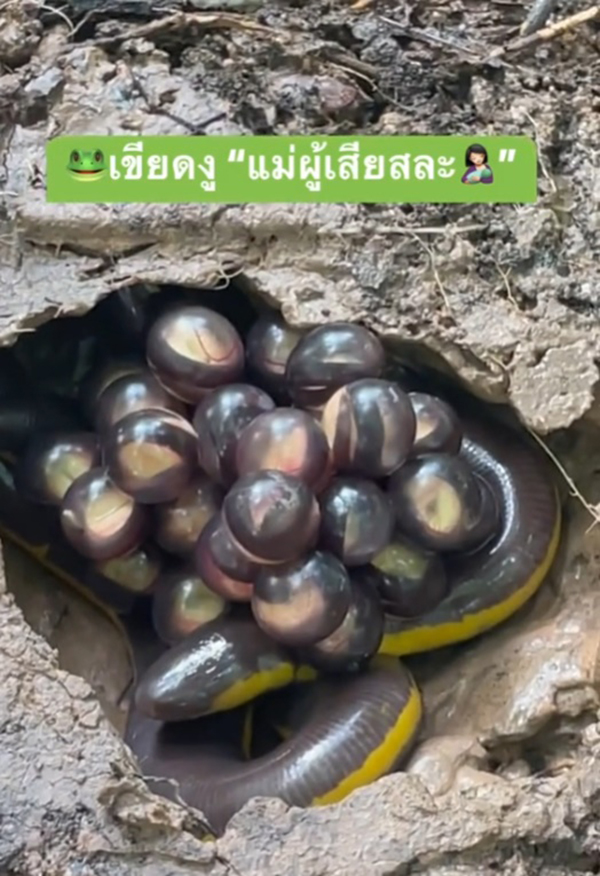 เขียดงู