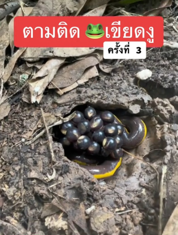 เขียดงู