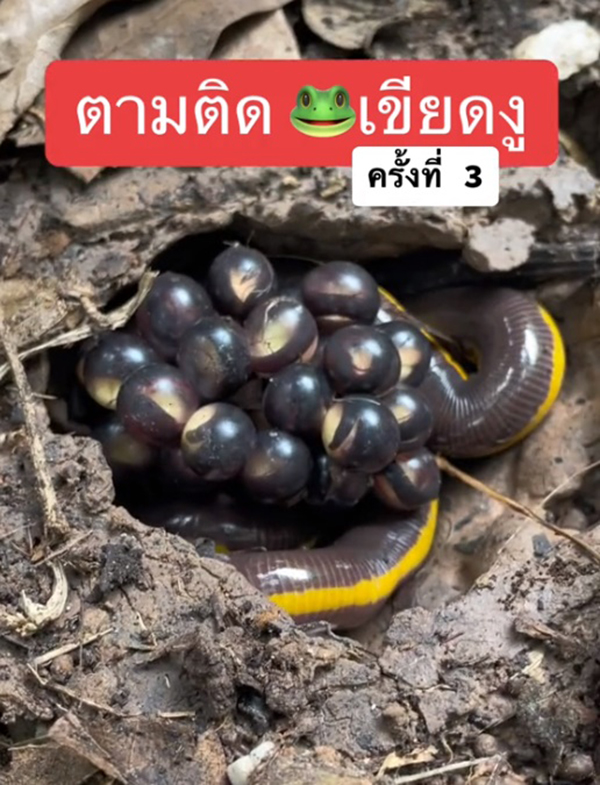 เขียดงู