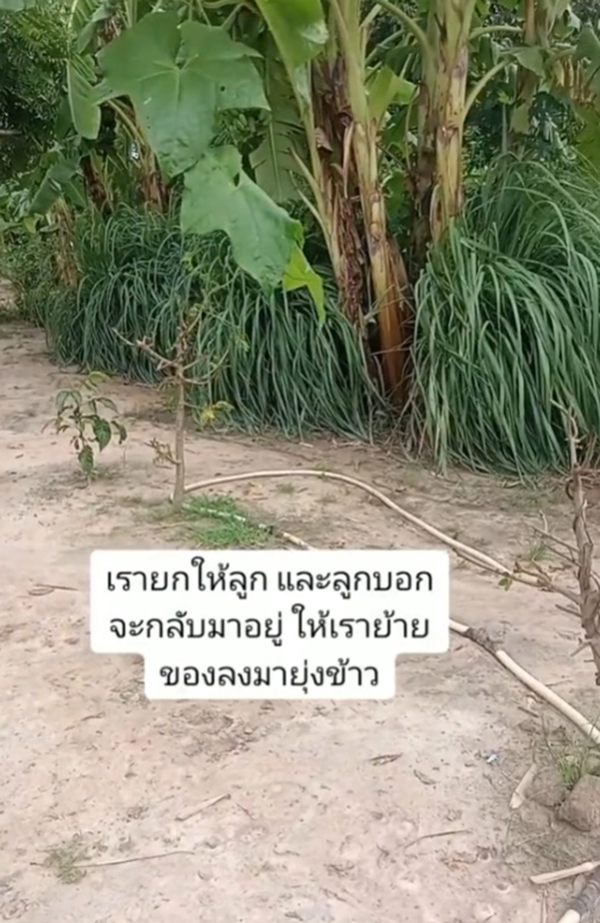 แม่ยกบ้านให้ลูก กลับโดนลูกไล่ให้ไปนอนในยุ้งข้าว