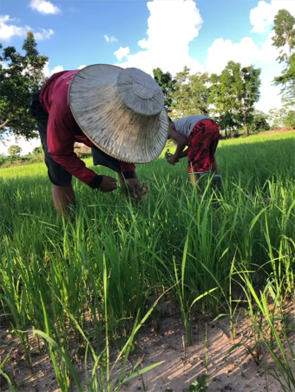 ขโมยข้าวชาวนา