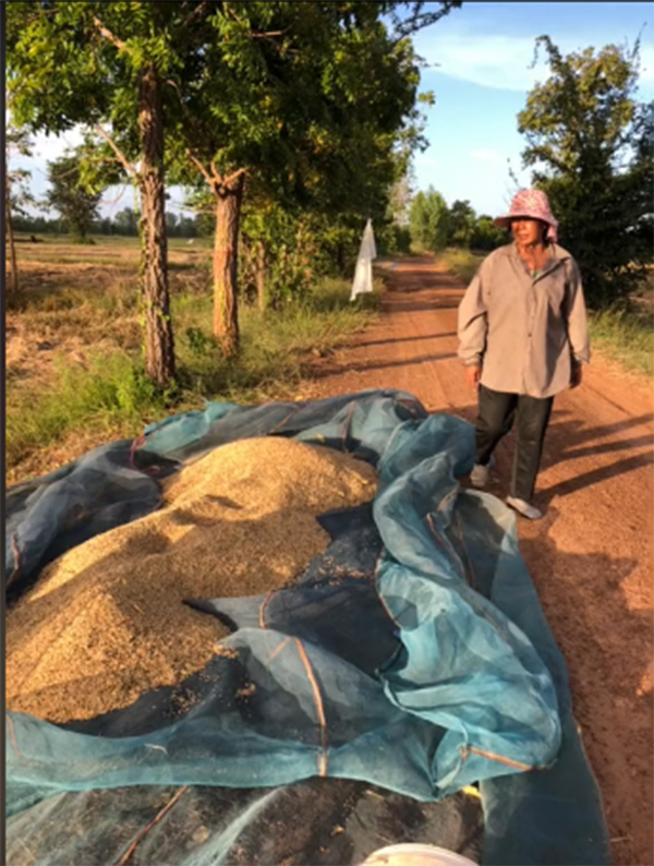 ขโมยข้าวชาวนา