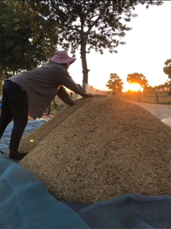 ขโมยข้าวชาวนา