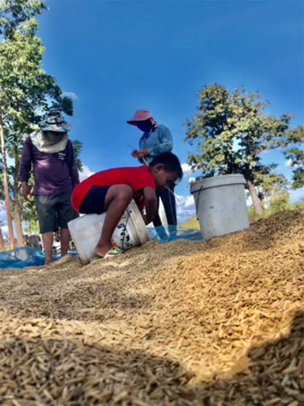 ขโมยข้าวชาวนา