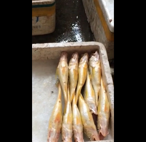 เปิดคลิปคนขายปลาชาวจีนแอบฉีดน้ำเข้าพุงปลา