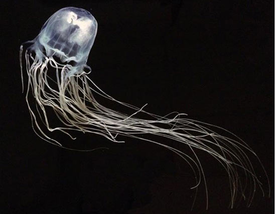 ดร.ธรณ์ แจงสถานการณ์แมงกะพรุนกล่องระบาด แนะวิธีแก้ไขหากโดนพิษ