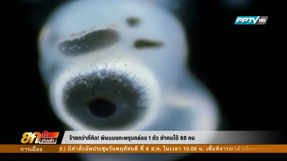 พิษแมงกะพรุนกล่อง ร้ายกว่าที่คิด 1 ตัว ฆ่าคนได้ 60 คน