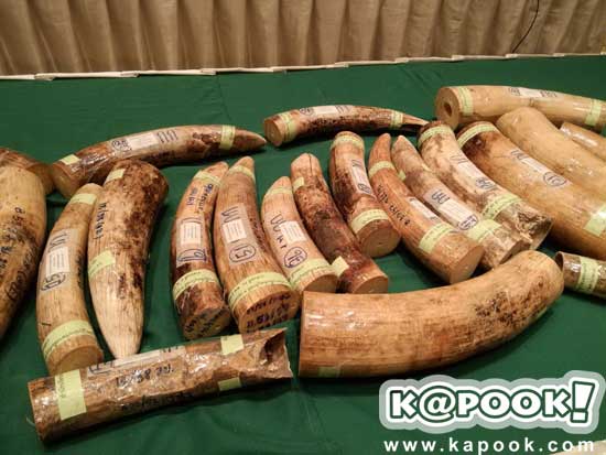 รวบแก๊งค้างาช้างข้ามชาติ ยึดของกลางล็อตใหญ่ได้กว่า 51 กิ่ง    