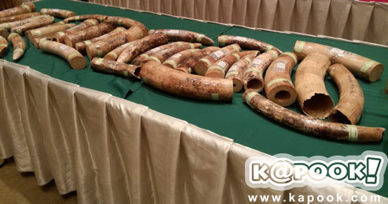 รวบแก๊งค้างาช้างข้ามชาติ ยึดของกลางล็อตใหญ่ได้กว่า 51 กิ่ง    