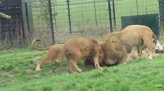 โถ ๆ คลิปสิงโตสิ้นลาย กลายเป็นสิงโตหัวถัง ดูซิมันจะทำยังไง