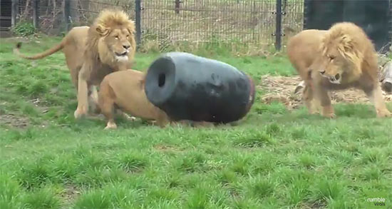 โถ ๆ คลิปสิงโตสิ้นลาย กลายเป็นสิงโตหัวถัง ดูซิมันจะทำยังไง