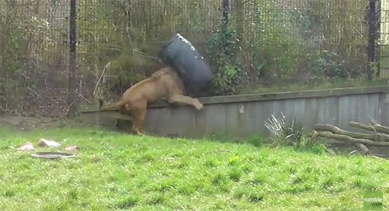 โถ ๆ คลิปสิงโตสิ้นลาย กลายเป็นสิงโตหัวถัง ดูซิมันจะทำยังไง