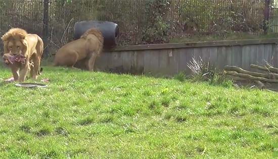 โถ ๆ คลิปสิงโตสิ้นลาย กลายเป็นสิงโตหัวถัง ดูซิมันจะทำยังไง