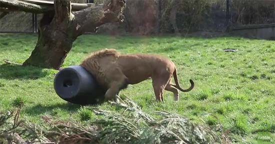 โถ ๆ คลิปสิงโตสิ้นลาย กลายเป็นสิงโตหัวถัง ดูซิมันจะทำยังไง