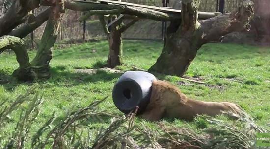 โถ ๆ คลิปสิงโตสิ้นลาย กลายเป็นสิงโตหัวถัง ดูซิมันจะทำยังไง